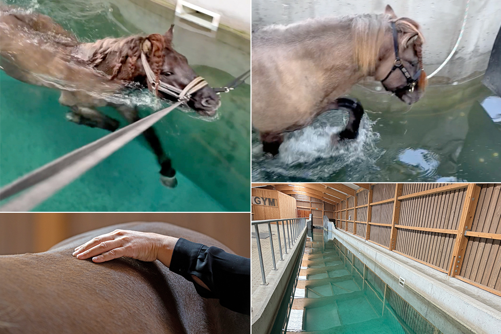 Schwimmen à la Champ: Aquatraining bei EqaTX