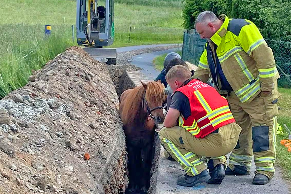 Pferd im Graben: Rettung gelingt dank Feuerwehr