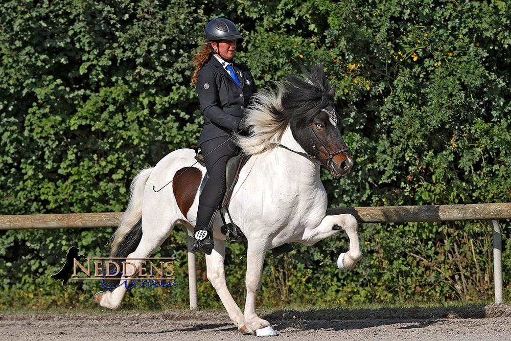 HIM: Tolle Futurity-Asse bei Milena und Siggi