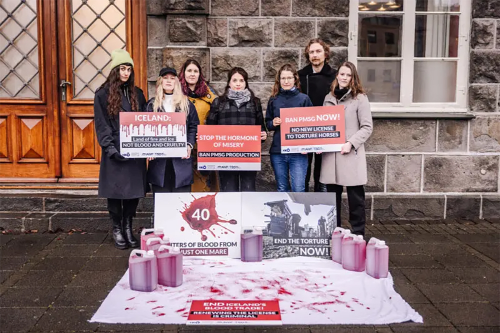 300.000 Unterschriften gegen Blutstuten-Praxis