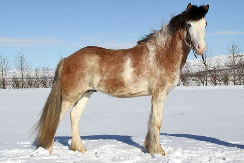 Neue Farbcodes bilden isländische Vielfalt ab (WF)