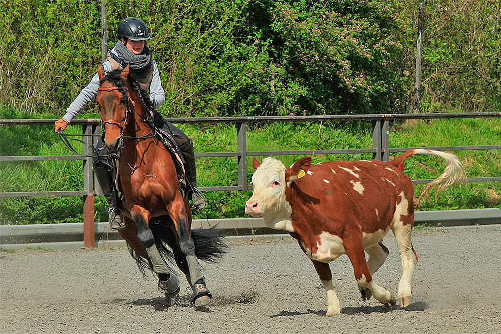 Arbeit im Sattel: Gedanken zur Gebrauchsreiterei