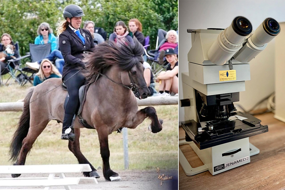 Besamung am Rappenhof: Chancen für neue Züchter