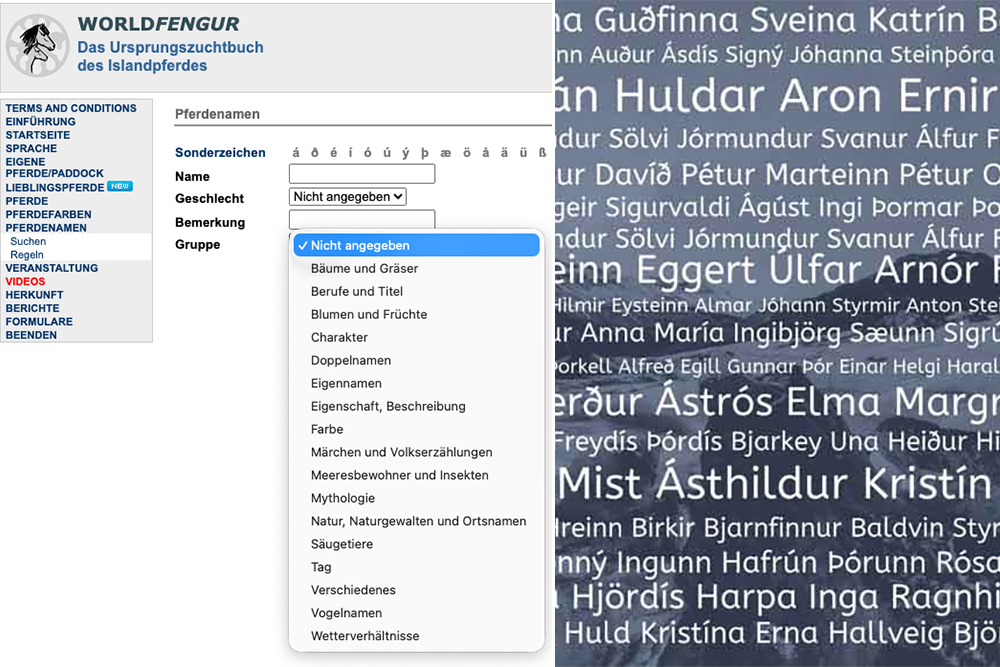 Pferdenamen: Zwischen Kreativität und Regelwerk