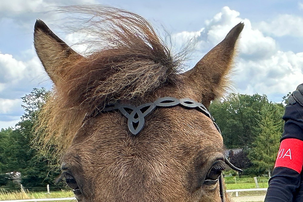 Sauberer Gehörgang für mehr Horse Welfare