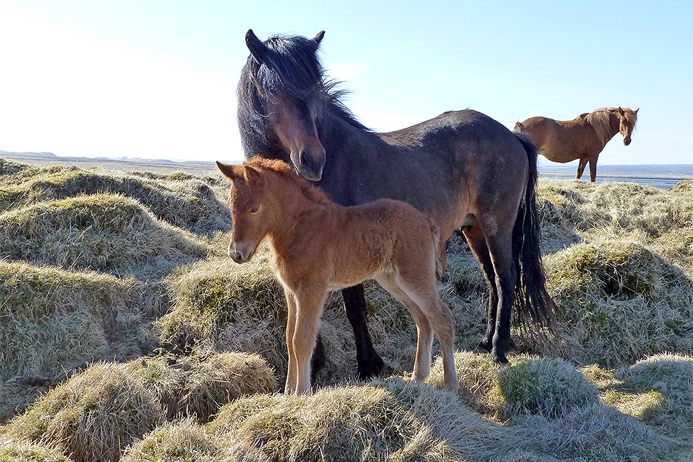 Ein neuer Opa für Sólfaxi, Hjúpur und Starri